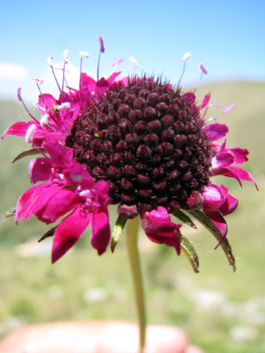 Sixalix atropurpurea