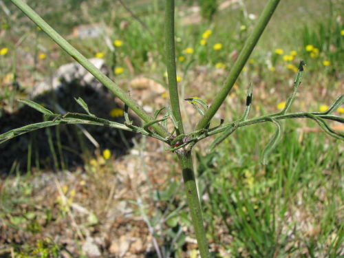 Sixalix atropurpurea
