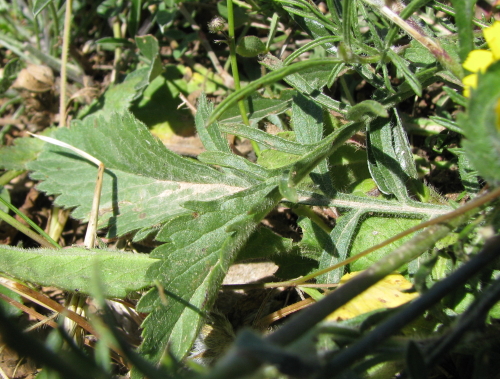 Sixalix atropurpurea