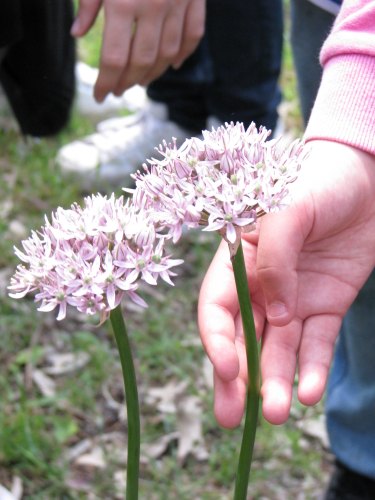 Alium nigrum