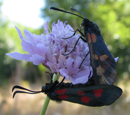 Zygaena ...