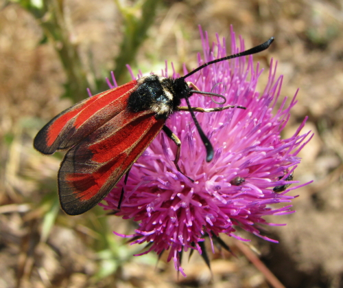 Zygaenidae : Zygaena erythrus