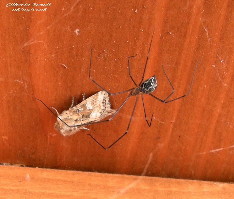 Holocnemus pluchei