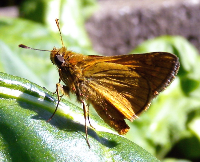 Ochlodes sylvanus