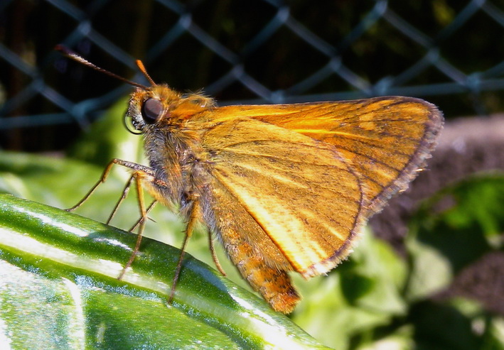 Ochlodes sylvanus