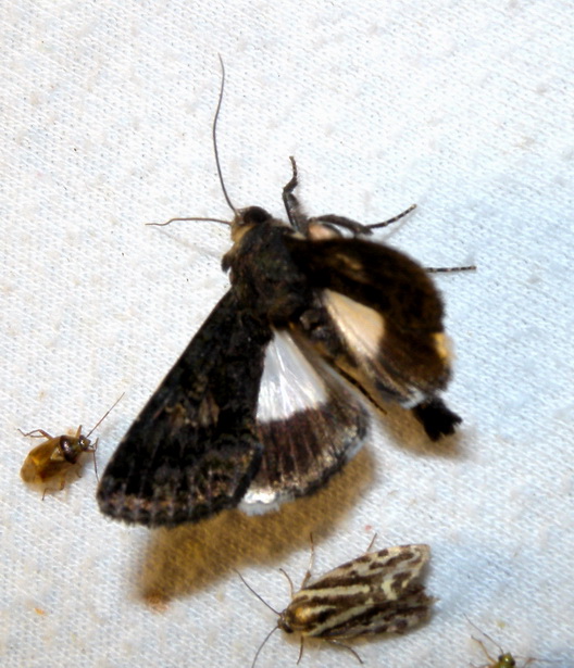 Notturna non identificata # 1 - Aedia leucomelas