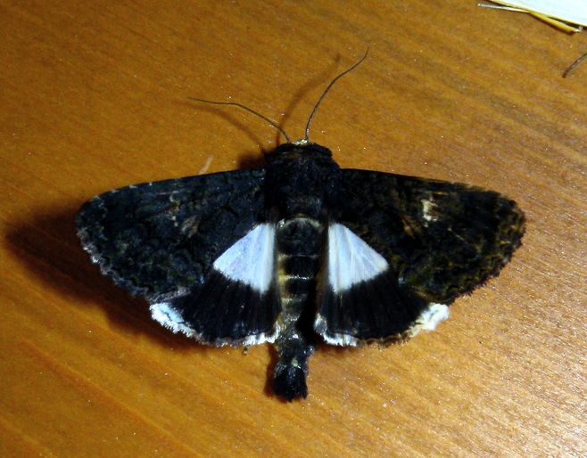Notturna non identificata # 1 - Aedia leucomelas