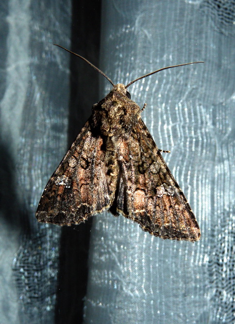 Notturna non identificata # 2 - Mamestra brassicae