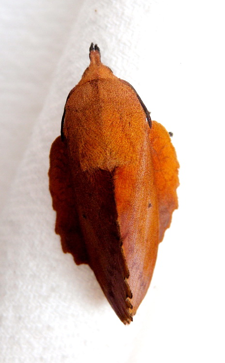 Gastropacha (Gastropacha) quercifolia (maschio) ?