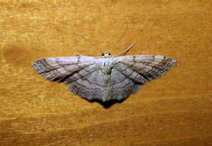 Scopula (Scopula) rubiginata