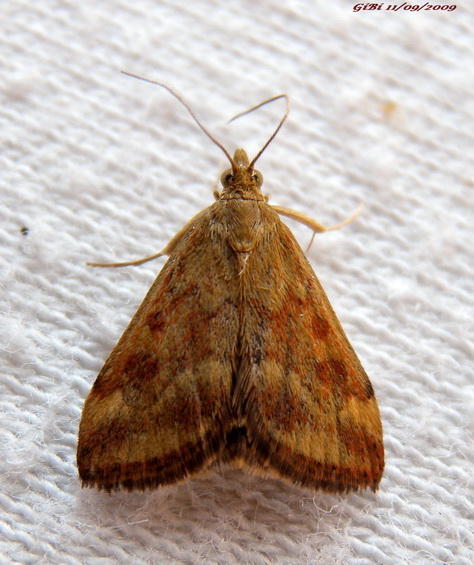 Pyrausta purpuralis? - Pyrausta  despicata