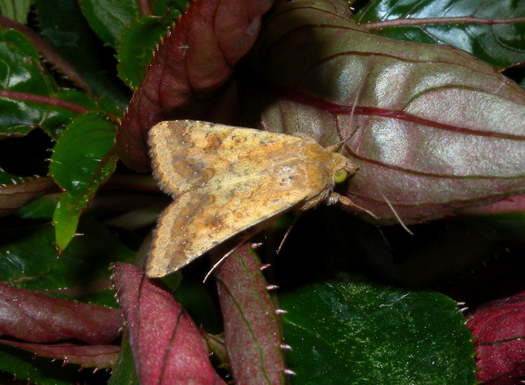 Heliothis nubigera ? - Helicoverpa armigera