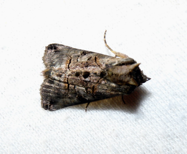 Abrostola tripartita