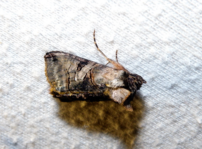 Abrostola tripartita