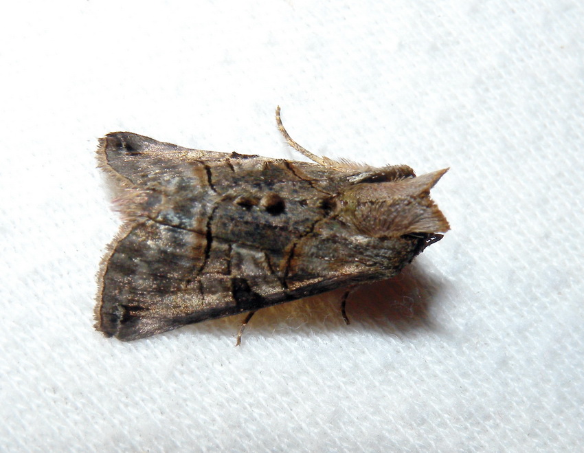 Abrostola tripartita