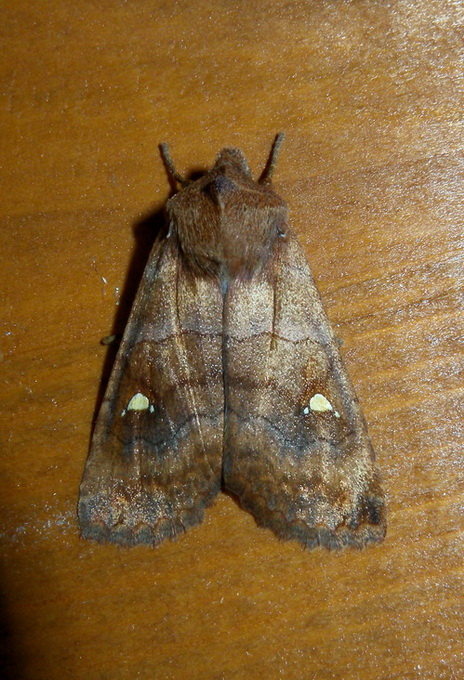 Eupsilia transversa