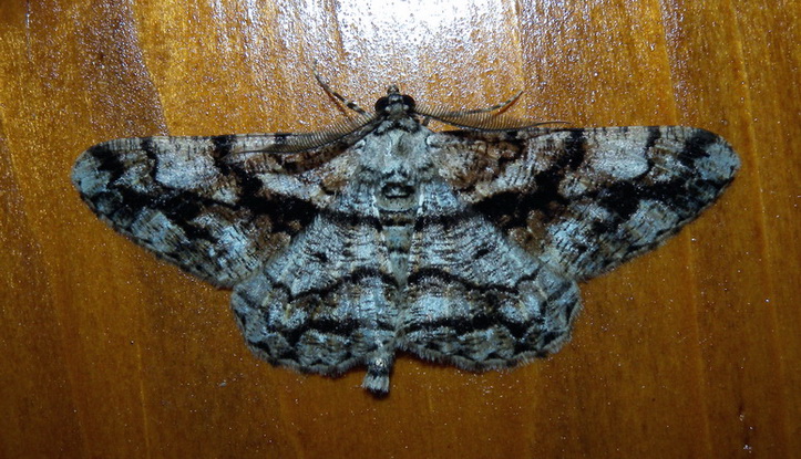 Peribatodes umbraria