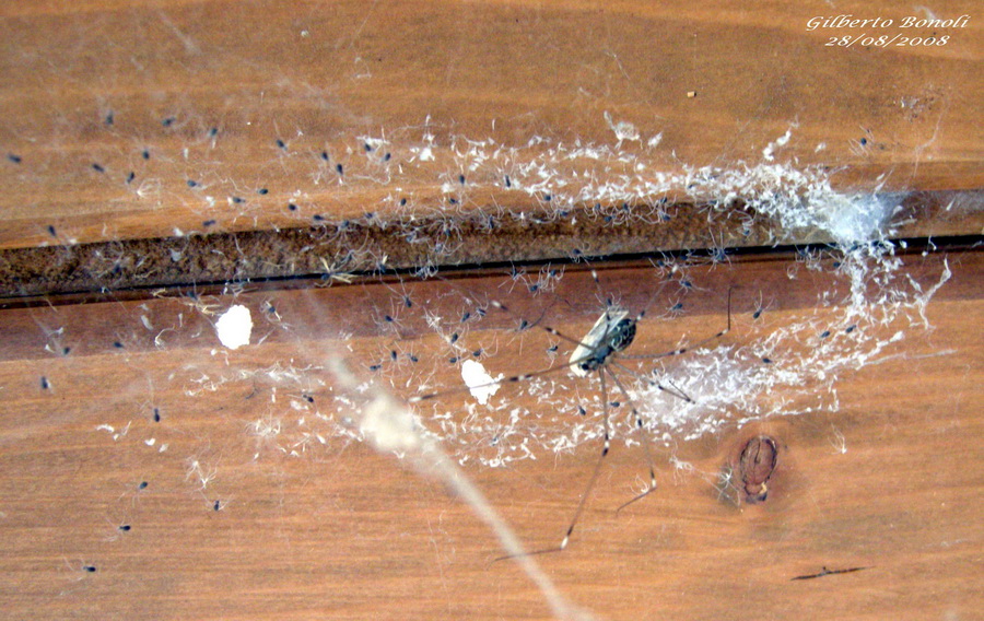 Holocnemus pluchei