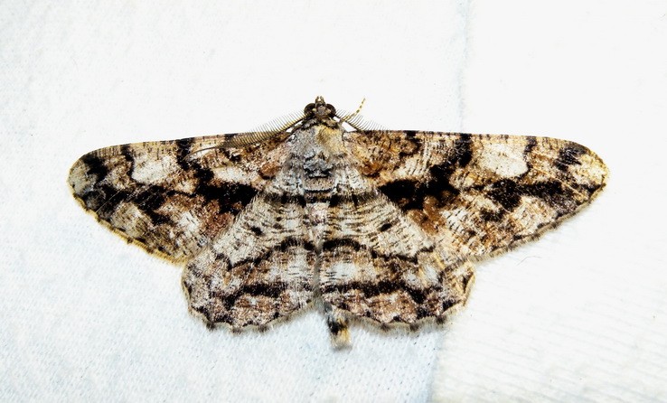 Peribatodes umbraria