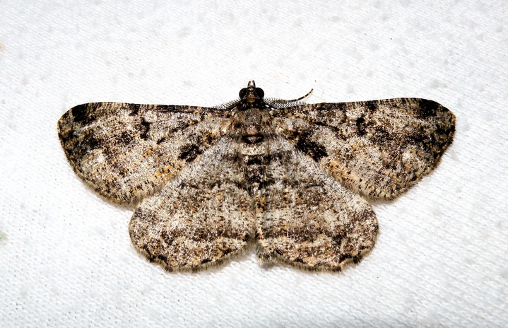 Peribatobes sp. ?