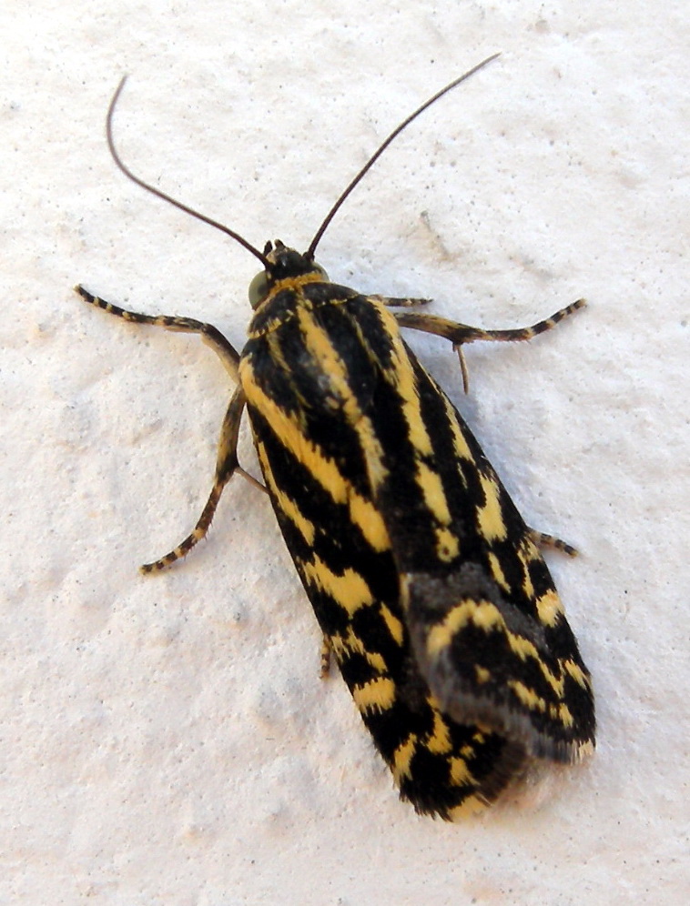 Proposta identificazione