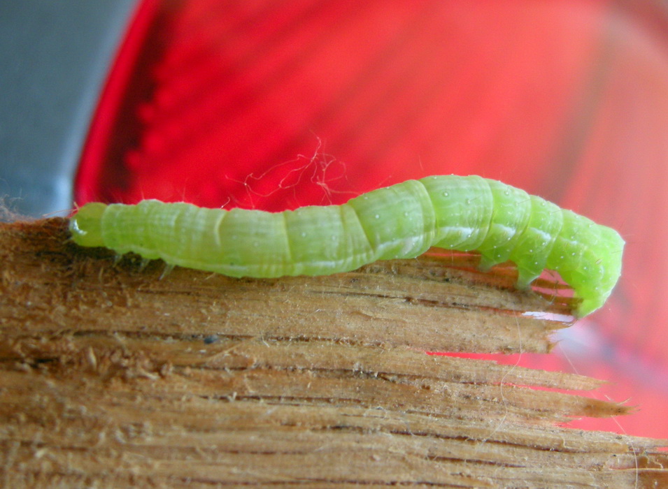 Bruco Chrysodeixis chalcites