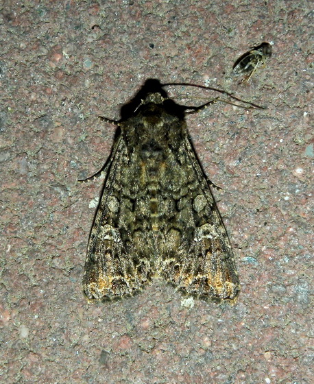 Nottuide non identificato - Mamestra brassicae