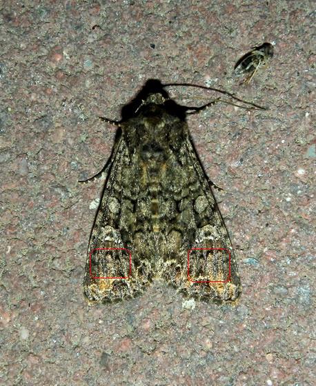 Nottuide non identificato - Mamestra brassicae