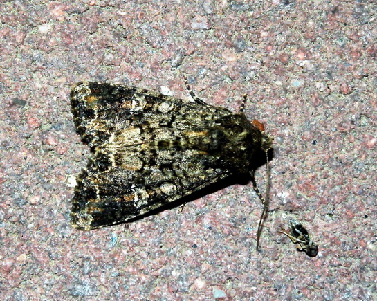 Nottuide non identificato - Mamestra brassicae