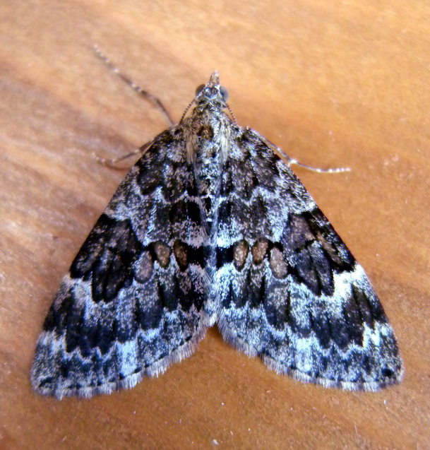 Thera britannica