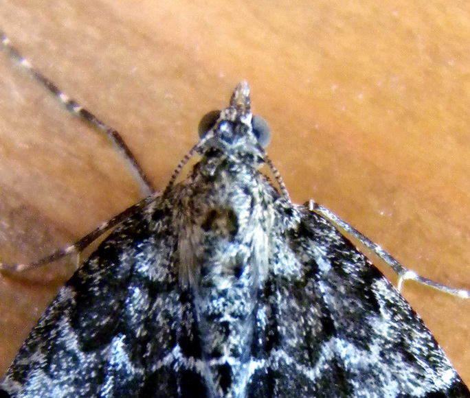 Thera britannica