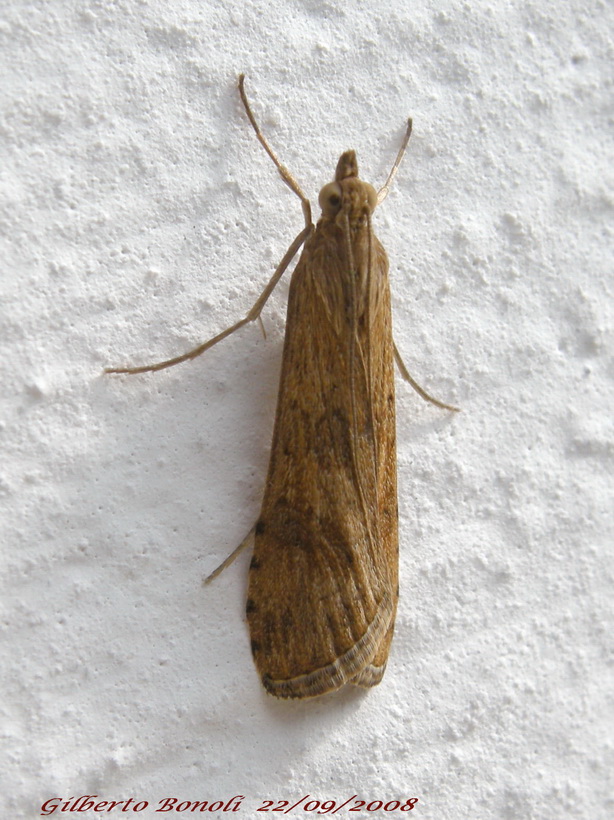 Nomophila noctuella