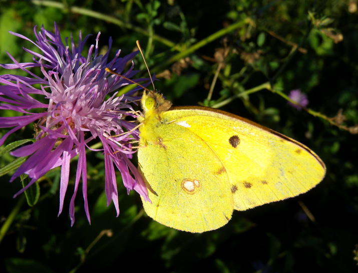 Colias croceus (maschio)