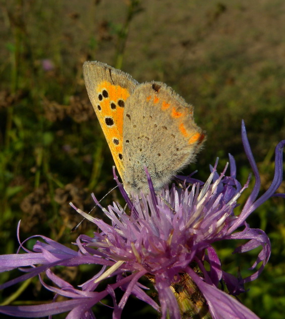 Lycaenidae 2 - Lycaena phlaeas