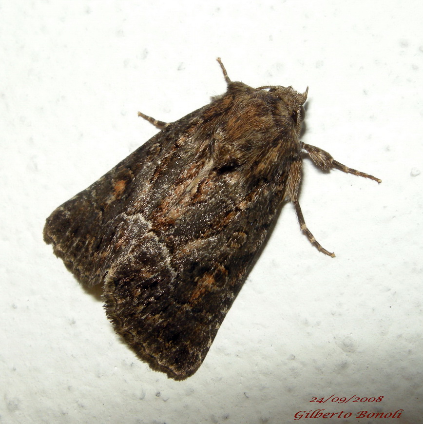 Dubbio - Thalpophila matura