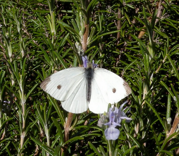 Pieris rapae (?), maschio