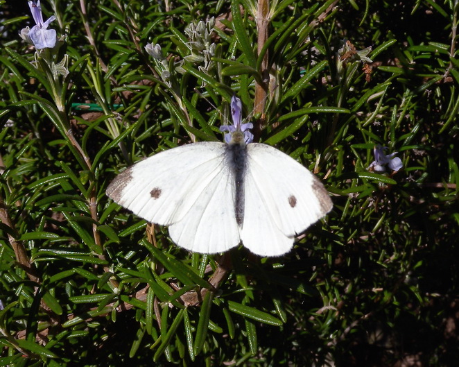 Pieris rapae (?), maschio