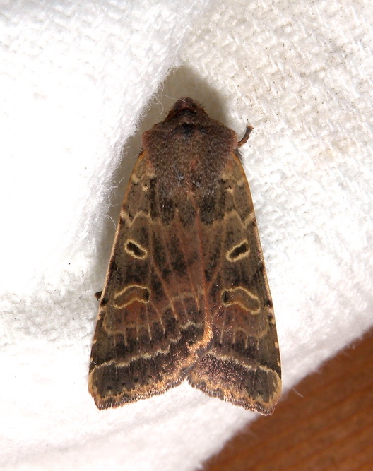 Omphaloscelis lunosa ???