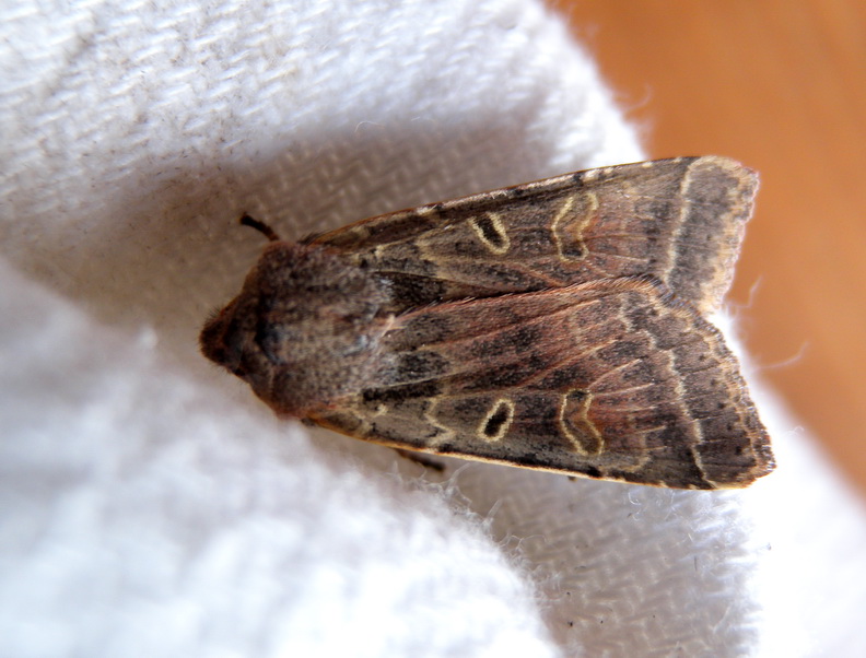 Omphaloscelis lunosa ???