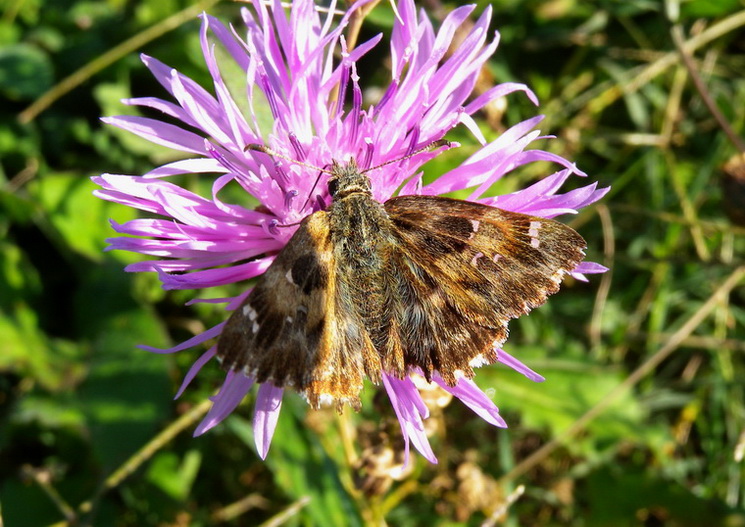 Carcharodus alceae  ?