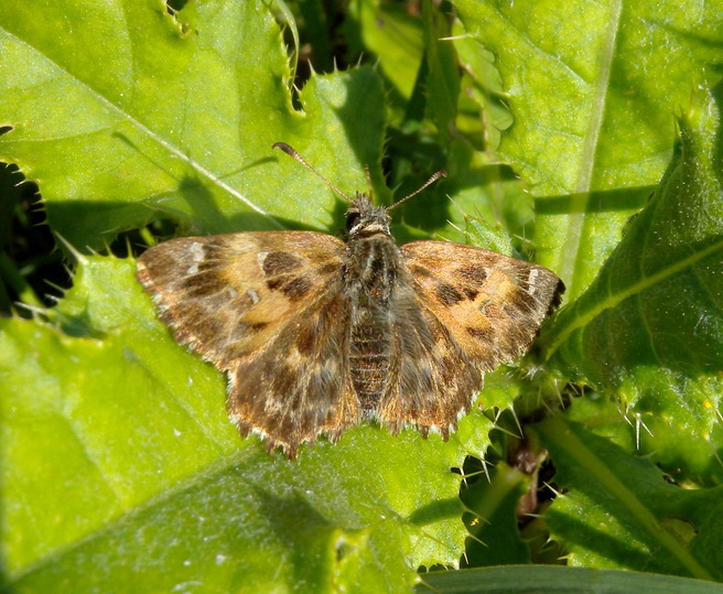 Carcharodus alceae  ?