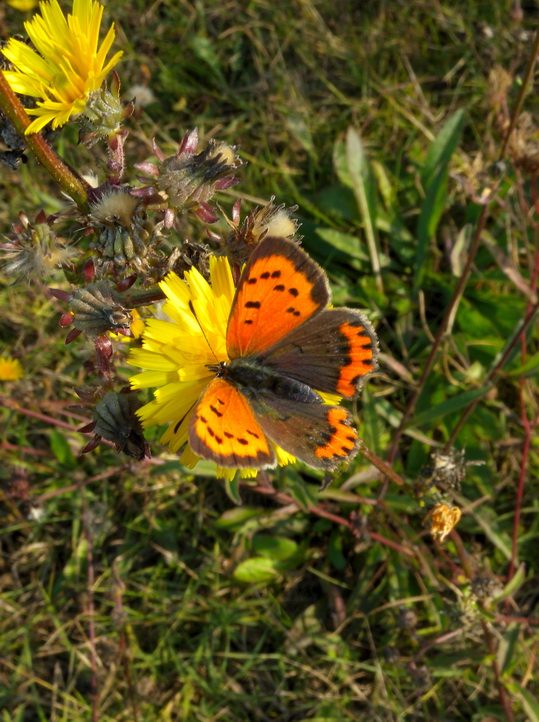 Lycaena phlaeas, credo...