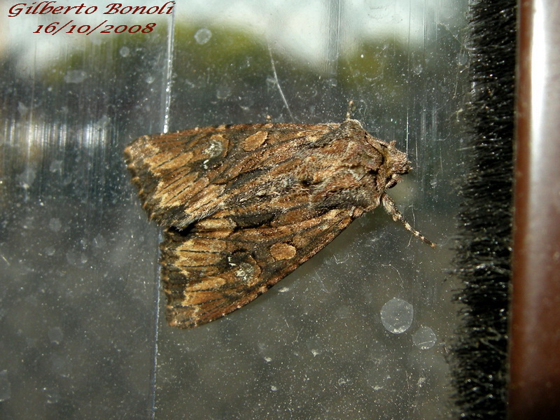 Noctuidae - Mniotype solieri