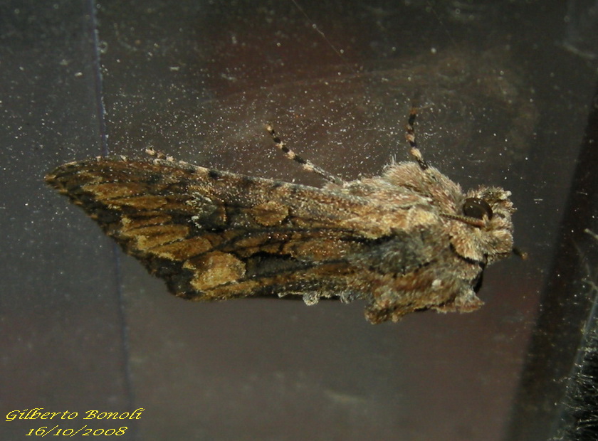 Noctuidae - Mniotype solieri