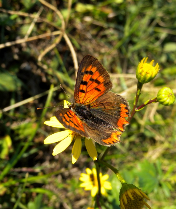 Lycaena phlaeas, credo...