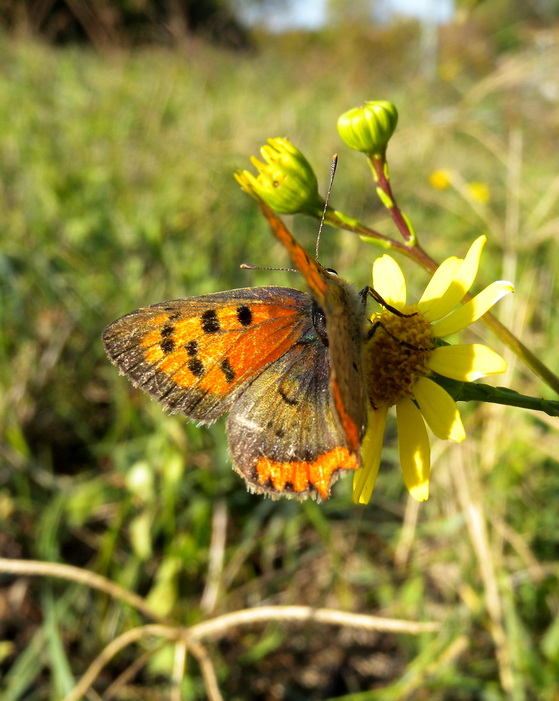 Lycaena phlaeas, credo...