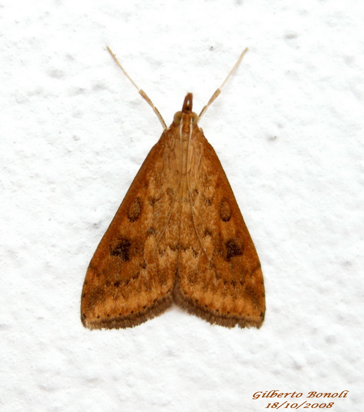 Udea ferruginalis