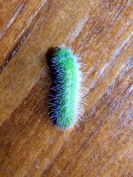 I.D. larva
