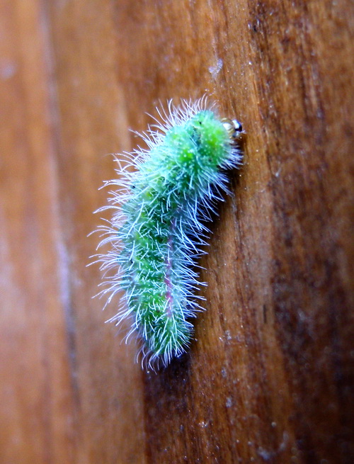 I.D. larva