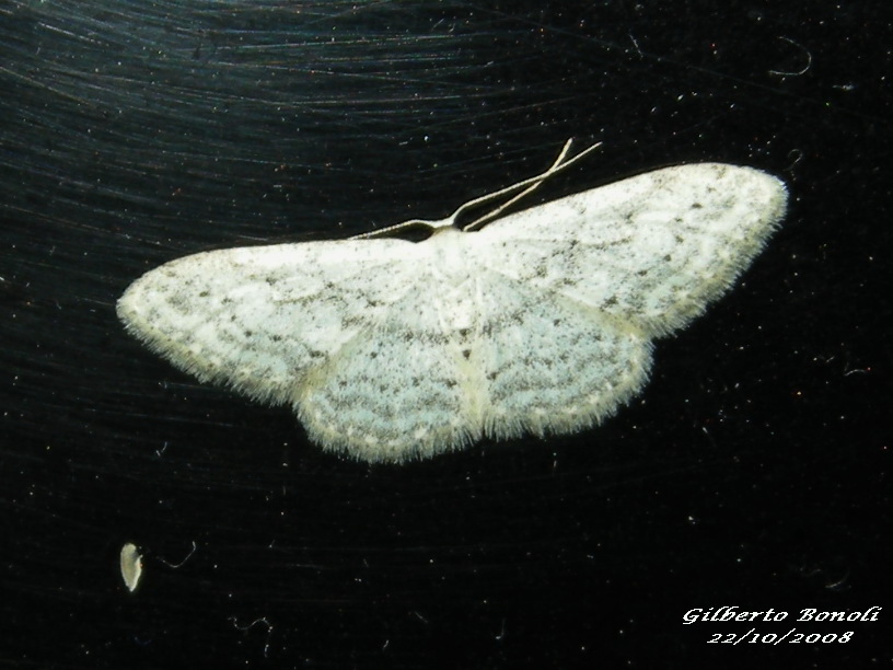 Idaea seriata